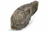 Fossil Woolly Mammoth Lower M Molar - Siberia #238760-2